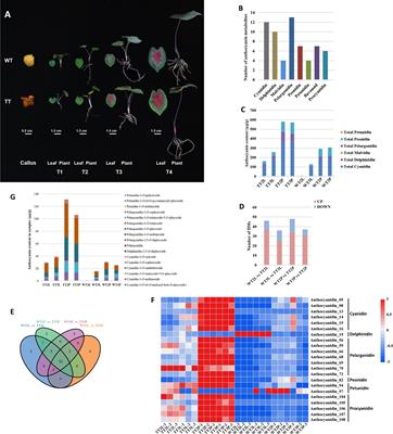 Enhancement of the anthocyanin contents of Caladium leaves and petioles via metabolic engineering with co-overexpression of AtPAP1 and ZmLc transcription factors